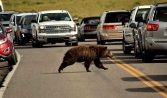 Share Tools Bear Auto Clicker increases View, Website Traffic and Youtube