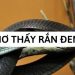 mo thay ran den