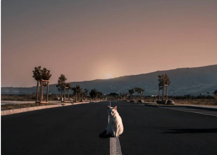 Generative Fill trong Photoshop có thần thánh như lời đồn?