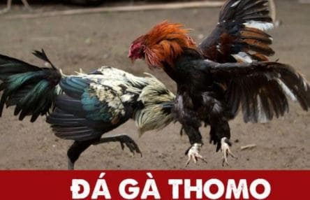 Hướng dẫn đăng ký tài khoản nhanh chóng tại Bj88 Trang Chủ Đá Gà Thomo