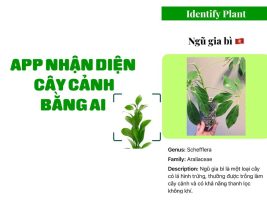 PlantIdentify: AI application to identify ornamental plants on iPhone