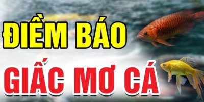 Nằm Mơ Thấy Cá   Hé Lộ Số Tài Lộc Cho Người Chơi Lô Đề