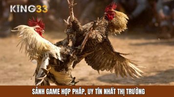 Sân chơi đá gà KING33 đỉnh cao