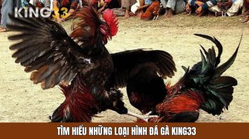 Sân chơi đá gà KING33 đỉnh cao