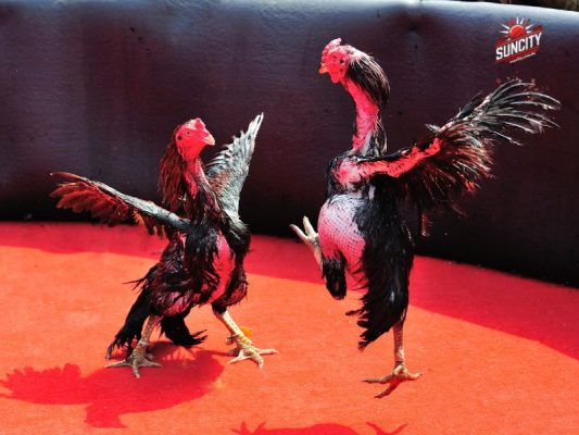 Bí Kíp Chơi Đá Gà Cựa Sắt Từ A-Z Dành Cho Anh Em Bet Thủ Mới Và Lâu Năm 4