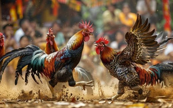 Đá gà trực tiếp Thomo Kuwin và luật chơi từ A-Z mới nhất 2 Đá gà trực tiếp Thomo Kuwin và luật chơi từ A-Z mới nhất 2