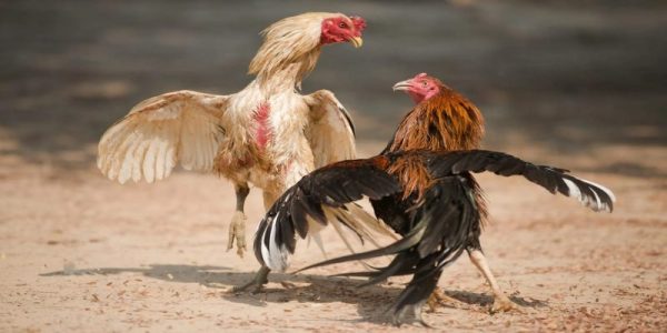 Đá gà trực tiếp Thomo Kuwin và luật chơi từ A-Z mới nhất 3 Đá gà trực tiếp Thomo Kuwin và luật chơi từ A-Z mới nhất 3