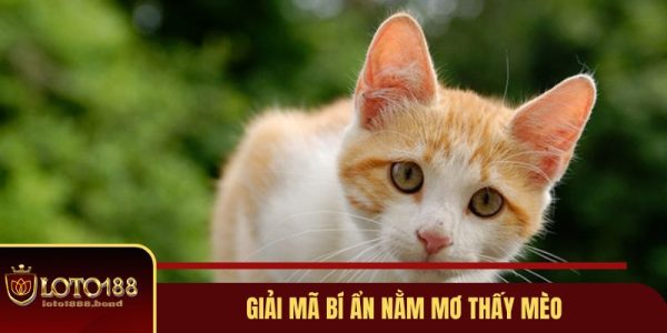 Nằm mơ thấy mèo đánh con gì? Tìm hiểu thông tin mới nhất 2 Nằm mơ thấy mèo đánh con gì? Tìm hiểu thông tin mới nhất 2