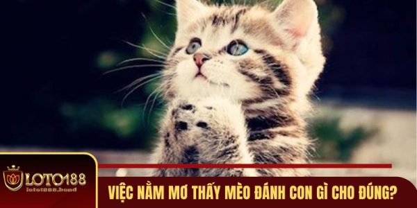 Nằm mơ thấy mèo đánh con gì? Tìm hiểu thông tin mới nhất 3 Nằm mơ thấy mèo đánh con gì? Tìm hiểu thông tin mới nhất 3