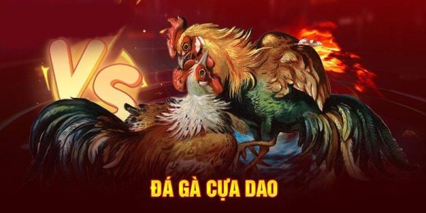 Đá gà Kubet sân chơi cho tín đồ đá gà trực tuyến 2 Đá gà Kubet sân chơi cho tín đồ đá gà trực tuyến 2