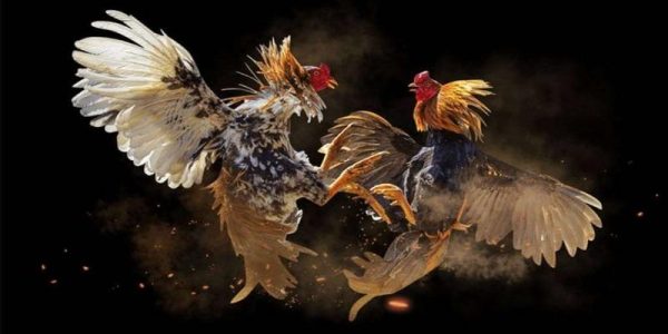 Đá gà Kubet sân chơi cho tín đồ đá gà trực tuyến 3 Đá gà Kubet sân chơi cho tín đồ đá gà trực tuyến 3