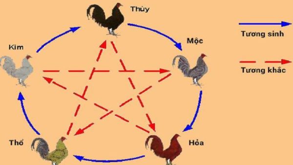 Màu mạng gà đá theo ngày chọn đúng ngày 1