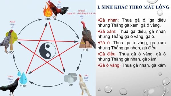 Màu mạng gà đá theo ngày chọn đúng ngày 3