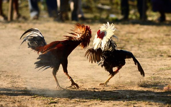 Đá gà tre Thomo sự kịch tính trong từng cú đánh 1 Đá gà tre Thomo sự kịch tính trong từng cú đánh 1