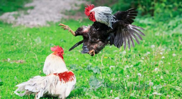 Đá gà tre Thomo sự kịch tính trong từng cú đánh 3 Đá gà tre Thomo sự kịch tính trong từng cú đánh 3