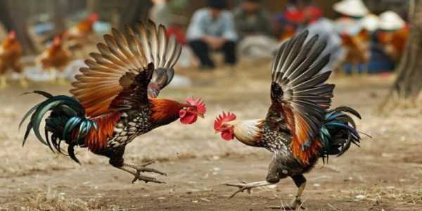 Đá gà cựa dao Philippines những trận chiến mãn nhãn 1