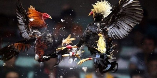 Đá gà cựa dao Philippines những trận chiến mãn nhãn 2 Đá gà cựa dao Philippines những trận chiến mãn nhãn 2
