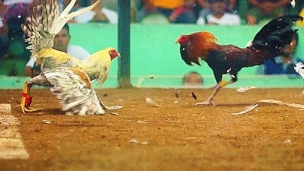 Đăng nhập SP8bet mở khóa thế giới giải trí 2025 1