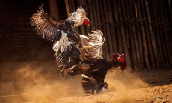 Đá Gà Kubet - Trải Nghiệm Cá Cược Gà Trực Tuyến Chuẩn 3