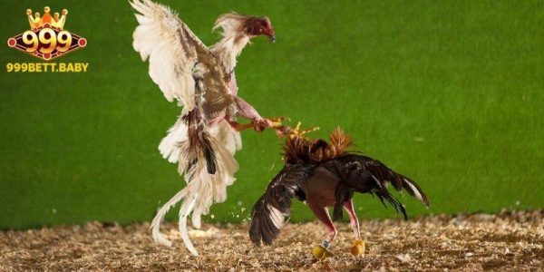 Đá gà 999bet cá cược cuồng nhiệt cho tín đồ kê chiến 2 Các hình thức đá gà hấp dẫn tại 999BET
