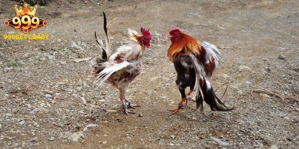Đá gà 999bet cá cược cuồng nhiệt cho tín đồ kê chiến 3 Mẹo hay khi chơi đá gà 999BET
