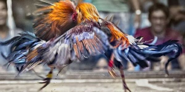 Hướng dẫn cách chơi Cá cược đá gà xin88 3