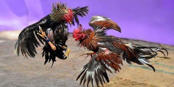 Chính sách khuyến mãi hấp dẫn tại DAGA88 hơn hẳn