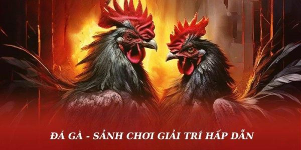 Đá gà ManClub - Sảnh chơi giải trí hấp dẫn