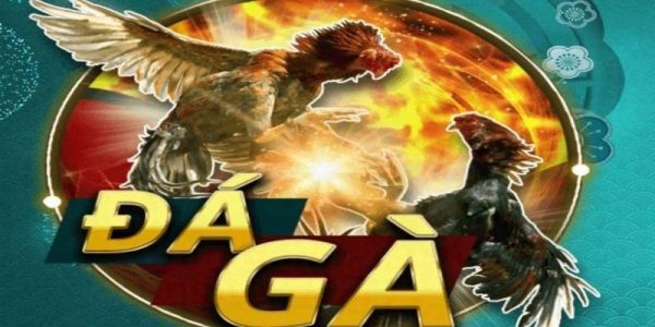 Điều gì khiến đá gà Bay789 được săn đón?