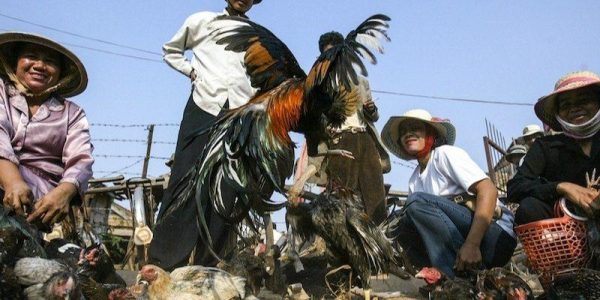 Vén màn luật chơi đá gà Bay789 chuẩn từ A-Z