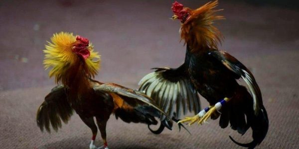 Lật kèo ngoạn mục với mẹo đá gà Bay789 cực chất