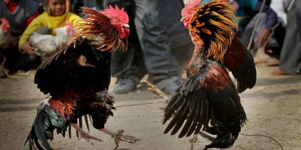 Đá gà đòn là gì? Tinh thần võ sĩ giữa những chiến kê