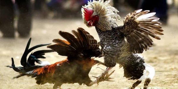 Mẹo chơi đá gà đòn hiệu quả tại 88CLB
