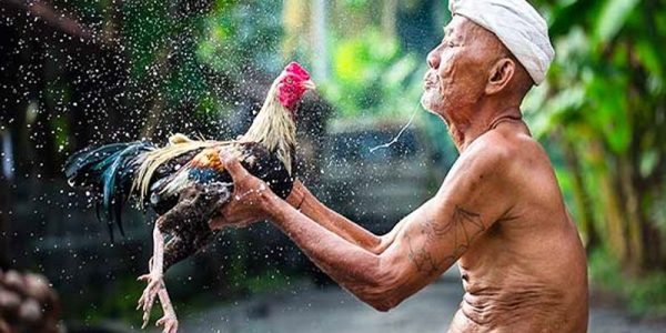 Các ưu điểm HOT thường thấy khi cá cược đá gà trực tuyến