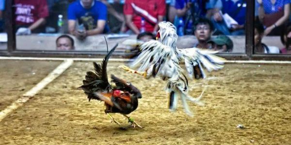 Những lưu ý khi xem livestream đá gà tại Vic88