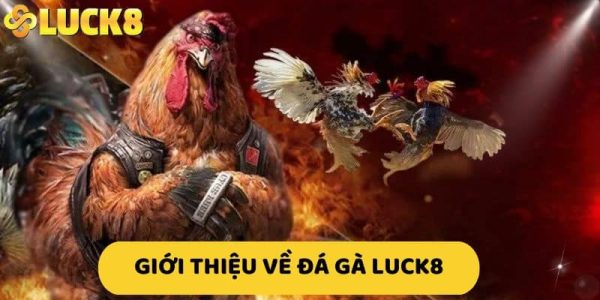 Vì sao đá gà Luck8 ngày càng thu hút người chơi?