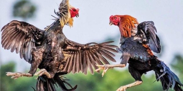 Tổng quan về đá gà KING88