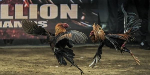 Đá gà cựa tròn kịch tính