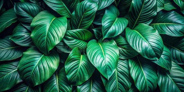 Định nghĩa về màu sắc Natural Green Tone