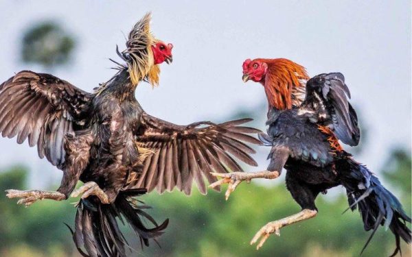 Bí quyết xem đá gà hay - Đặt cược chắc tay tại TK88