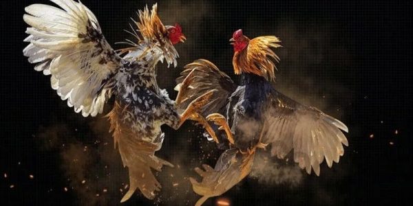 Giới thiệu nguồn gốc và đặc trưng của đá gà UK88