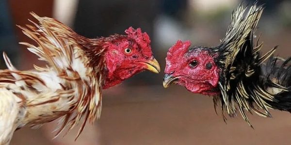 Hướng dẫn tham gia đá gà UK88 hiệu quả