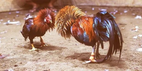 Lợi ích nổi bật khi tham gia đá gà UK88