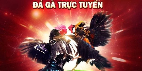 Sức hút của sảnh đá gà năm 2025