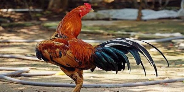 Đá gà trực tiếp campuchia có sự phát triển siêu cấp đa dạng