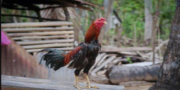 Không khí rất sôi động