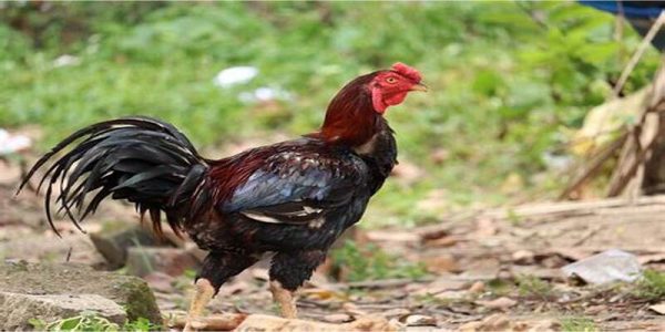 Triển vọng về phát triển