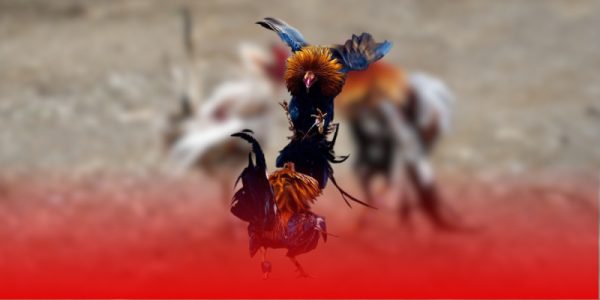 Tìm hiểu về đá gà tiền lớn