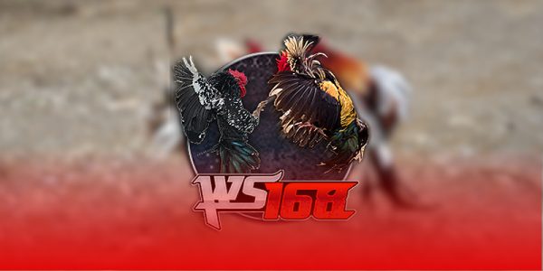 Nghiên cứu đặc điểm dịch vụ đá gà tiền lớn