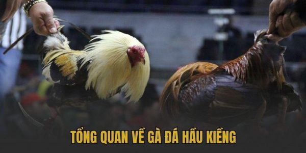 Tổng quan về gà đá hầu kiềng